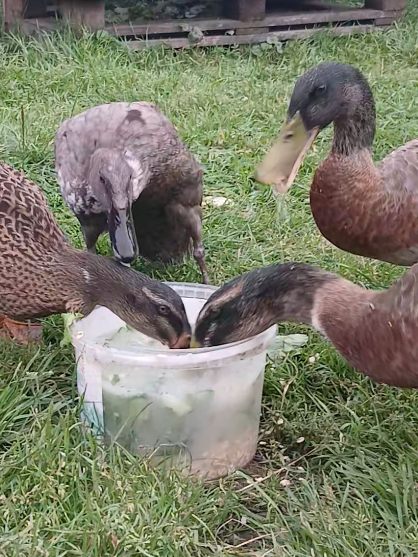 @Kaczogr&oacute;d u Milki🦆🦆🦆🦆
