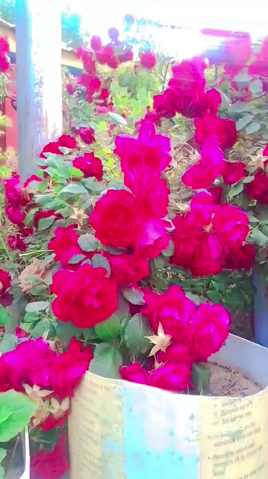 @Ritu Chy Ritu Chy
