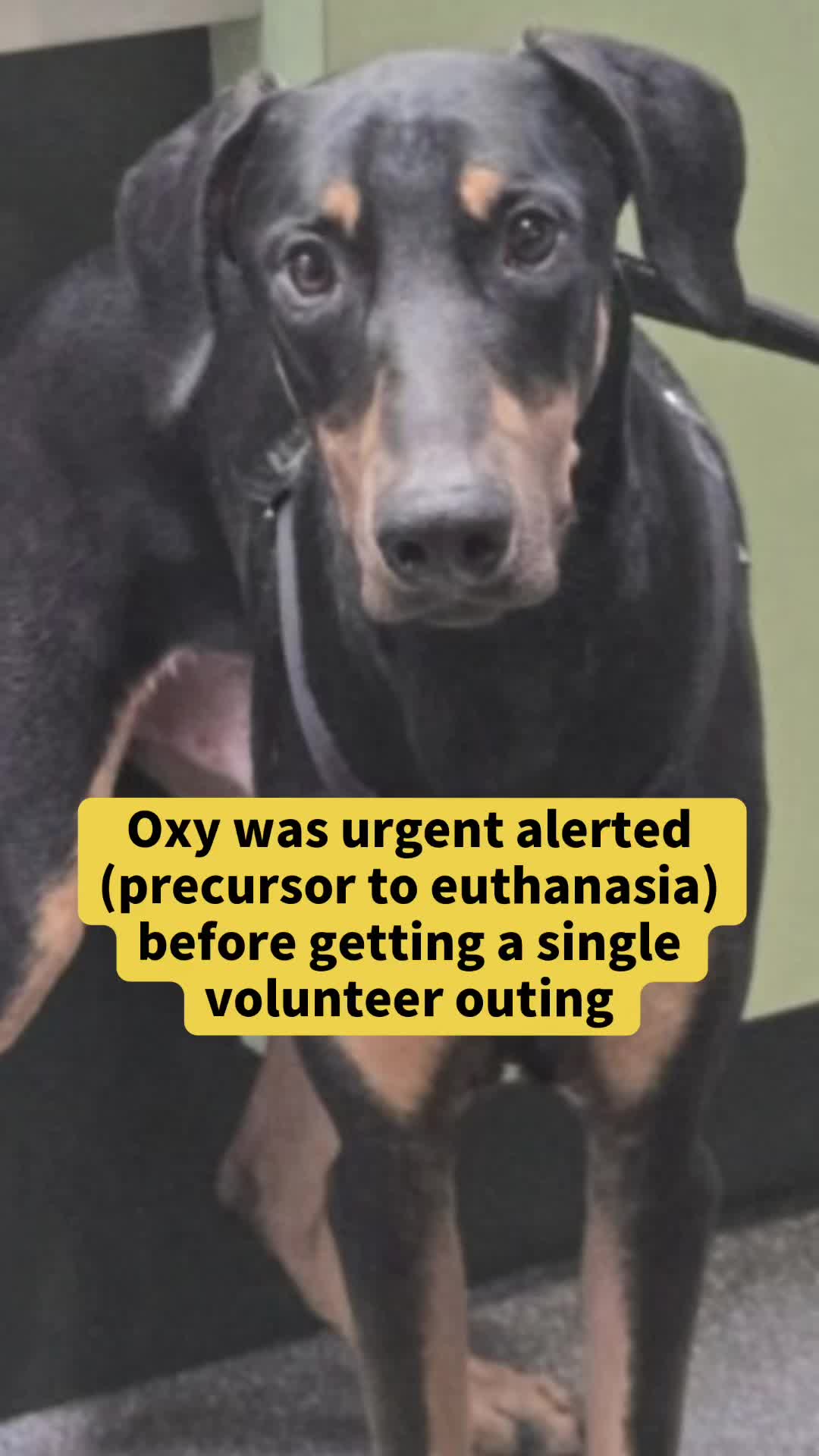 @✨shelter dog magic ✨