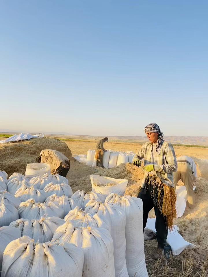 @محمد مام سال
