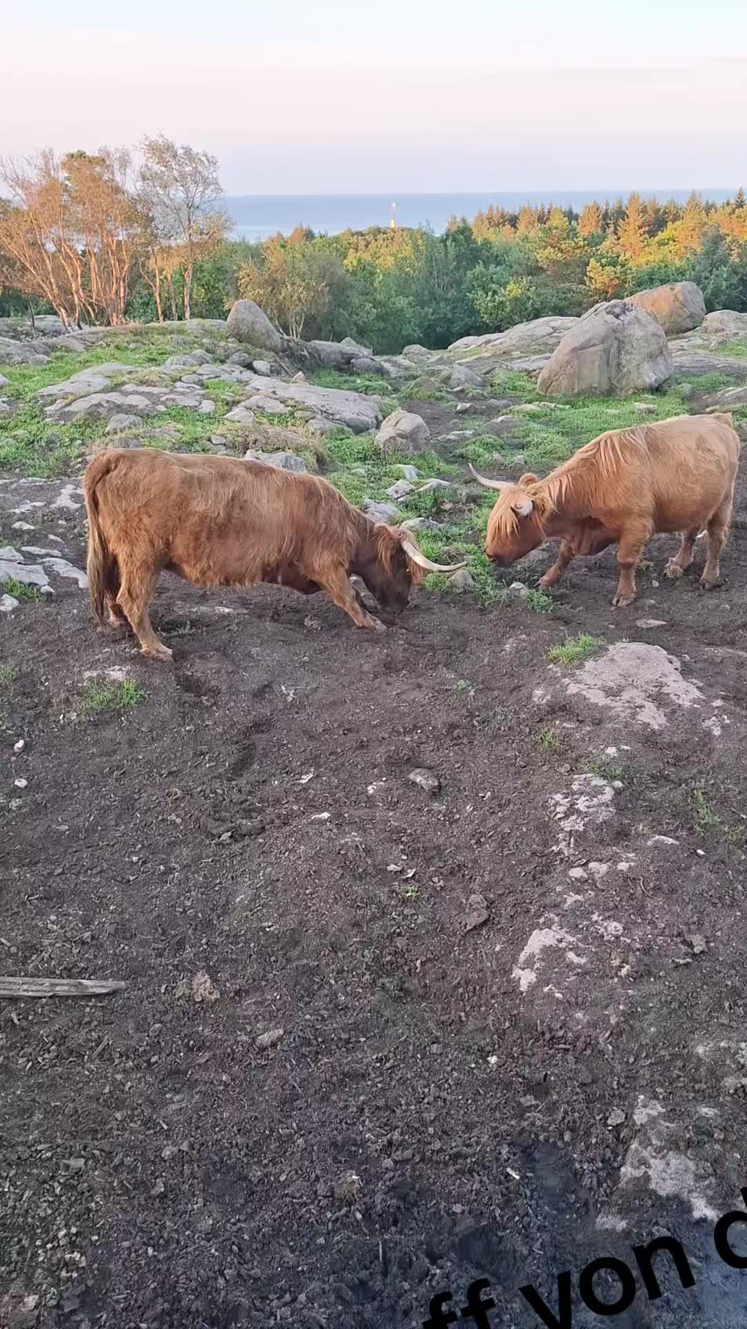 @Highland.Bull