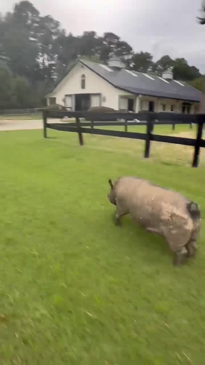 @Boos Little Farm