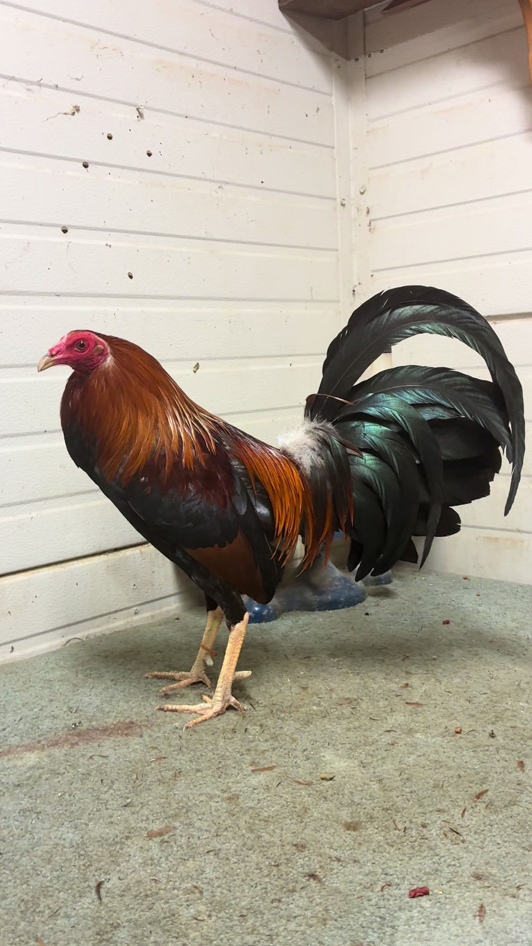 @Rancho_Ramirez209