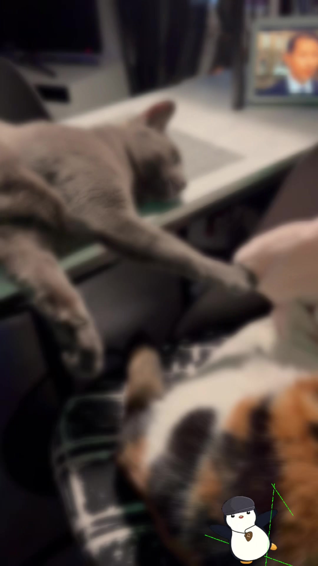 @Catcat