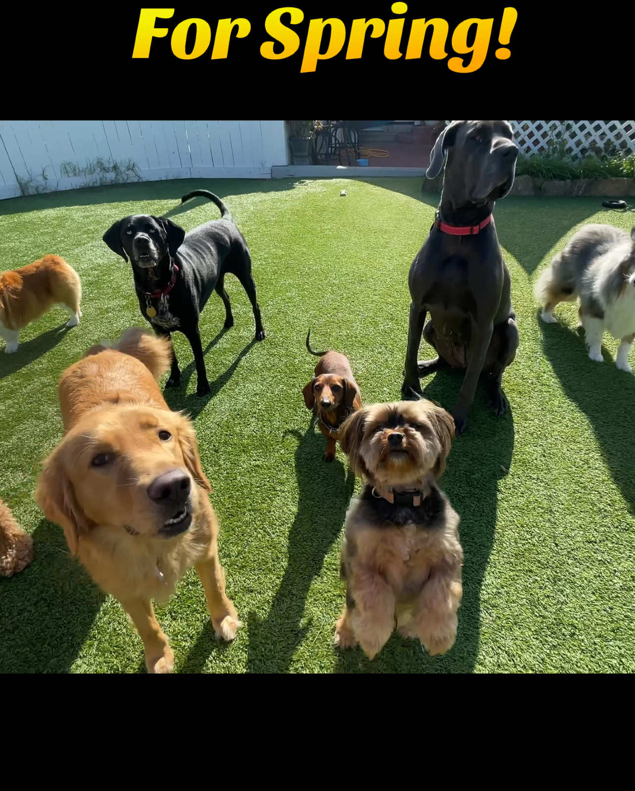 @FurEver Loving Care 🐾(Andrea)