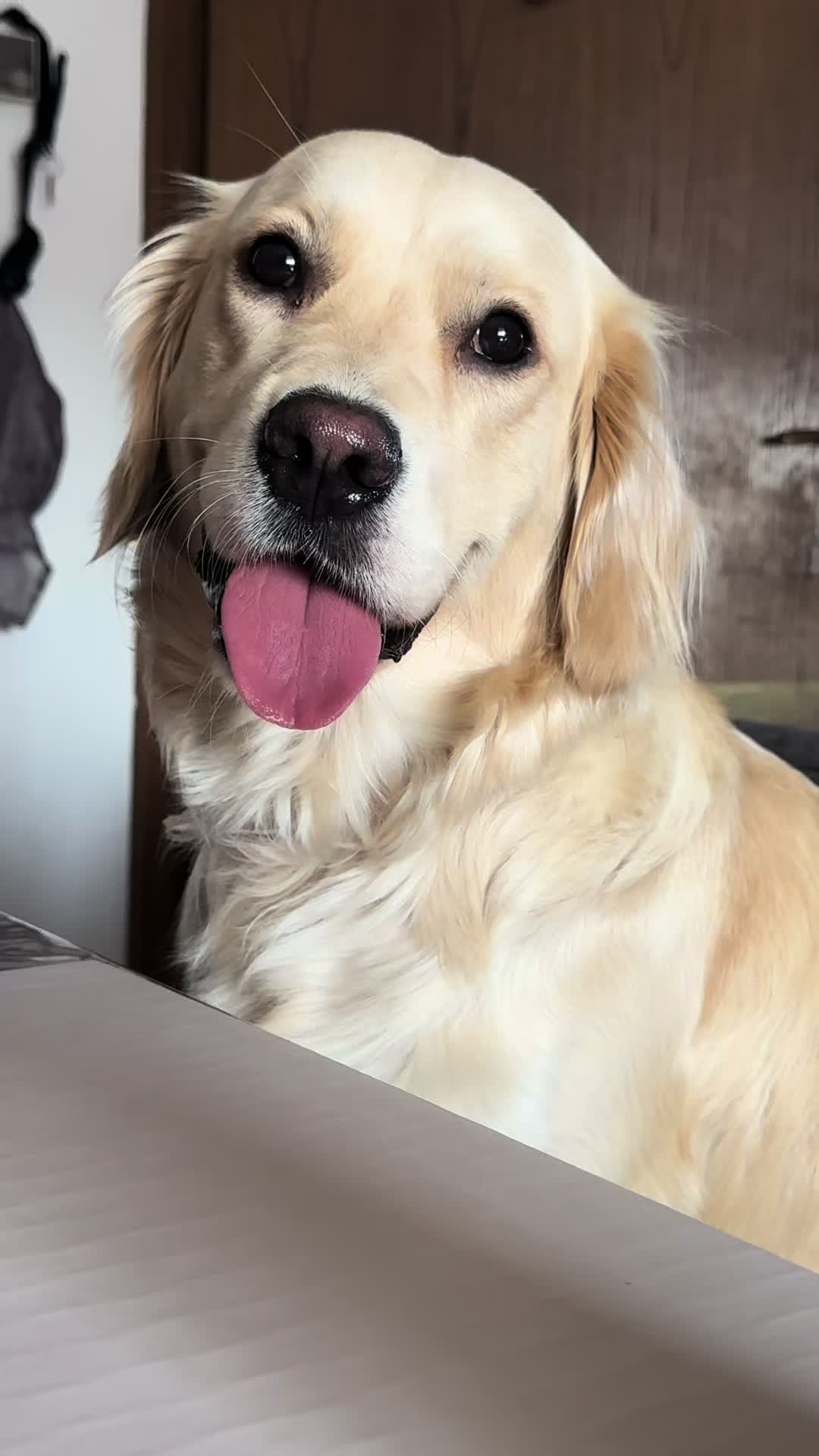 @The_Golden_Shila