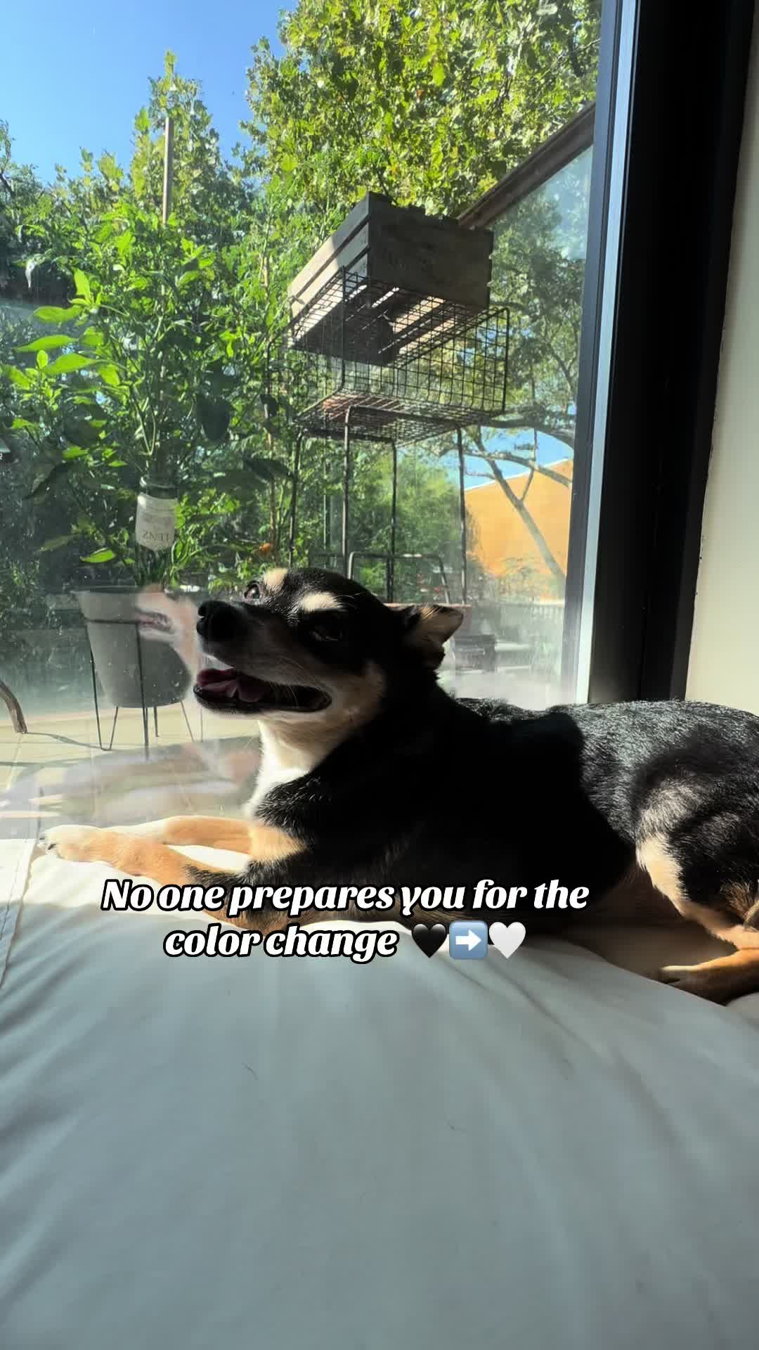 @nycdogadventures