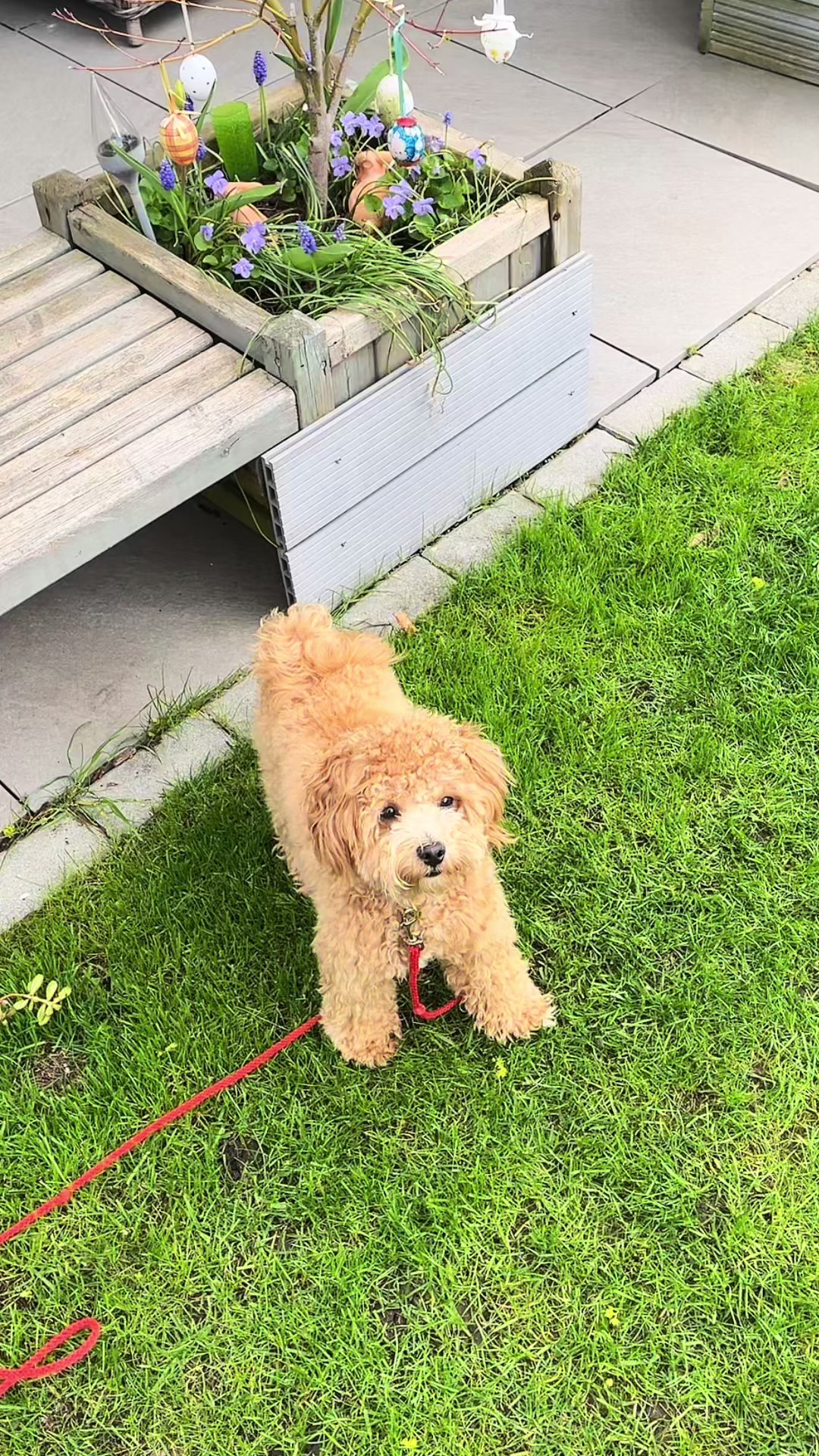@dinothemaltipoo