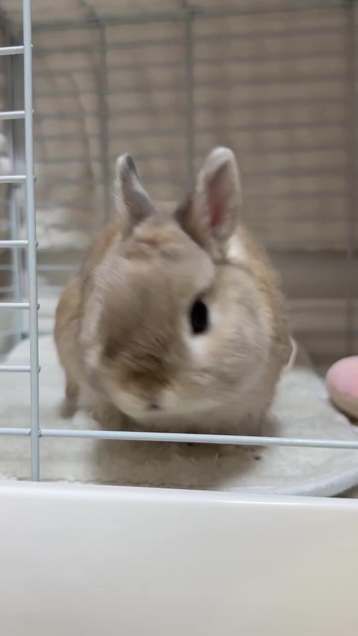 @うさぎのぷっしゅ