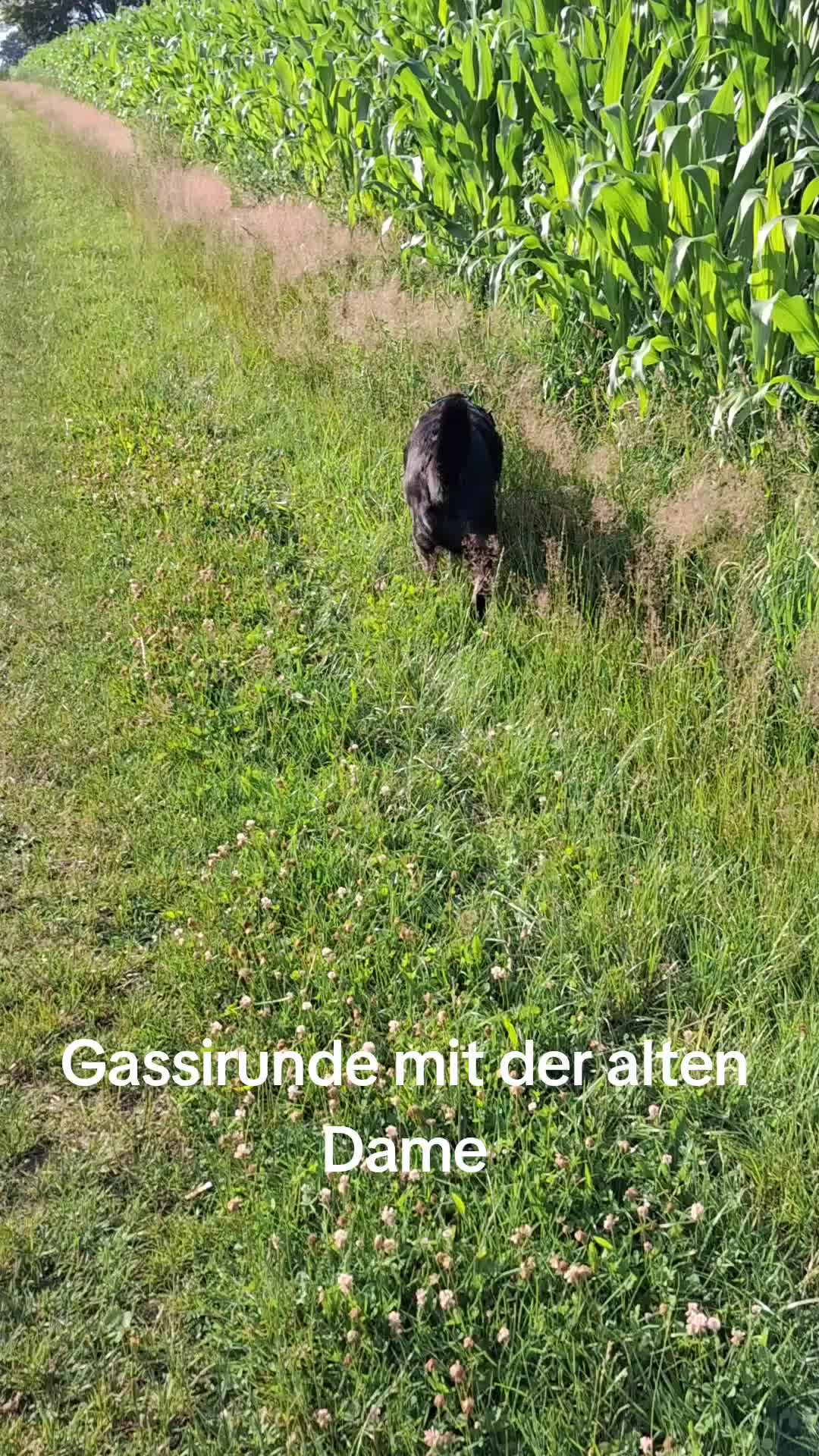 @rosalli15