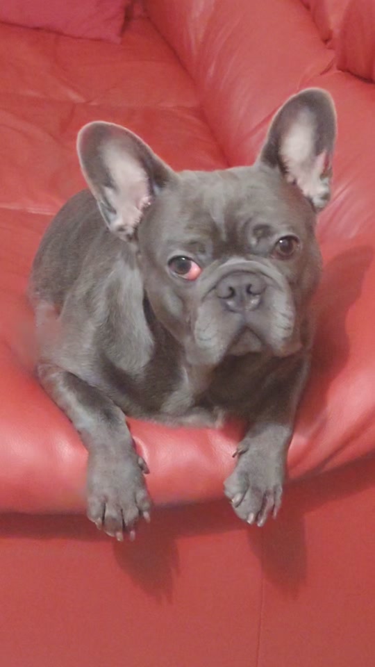 @🐾Pablo🐾