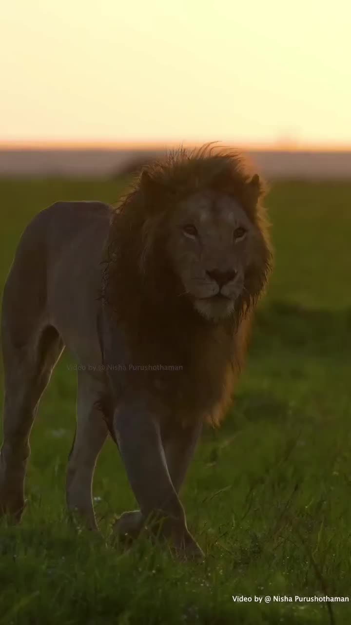 @Guzzicar🦁