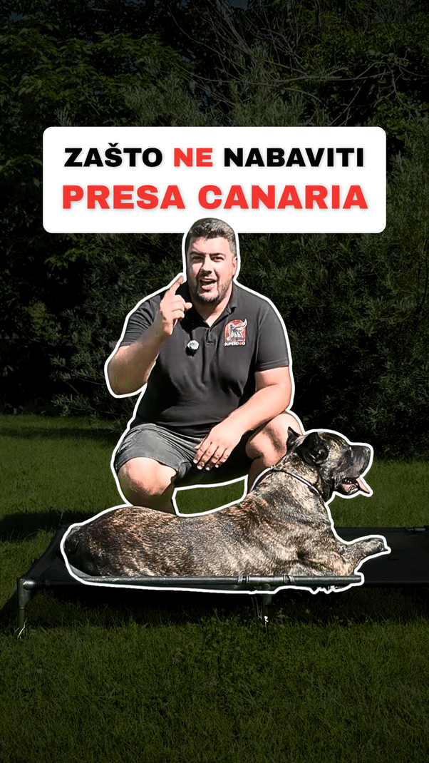 @superdog.akademija