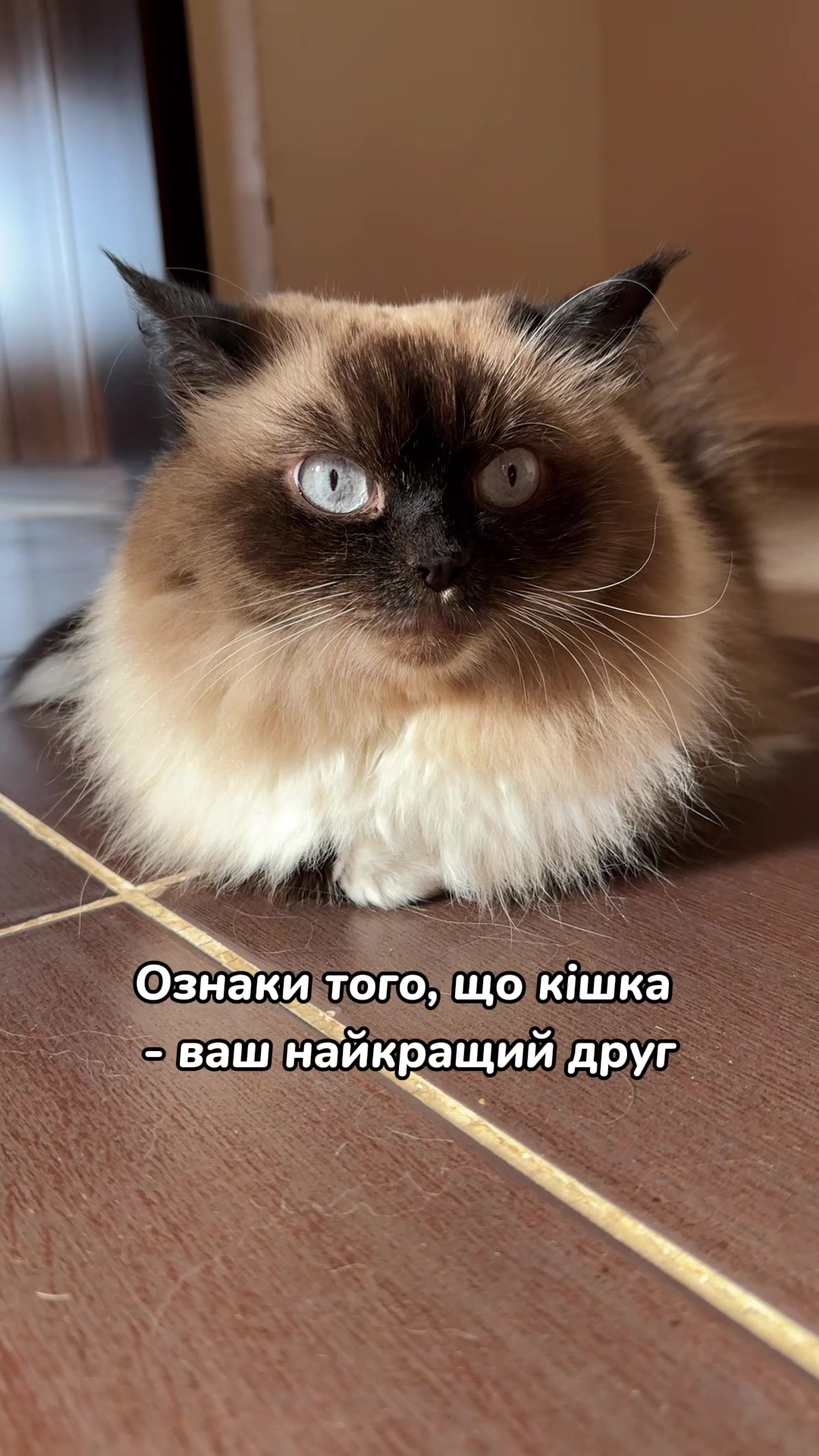 @Місс КІСЯ