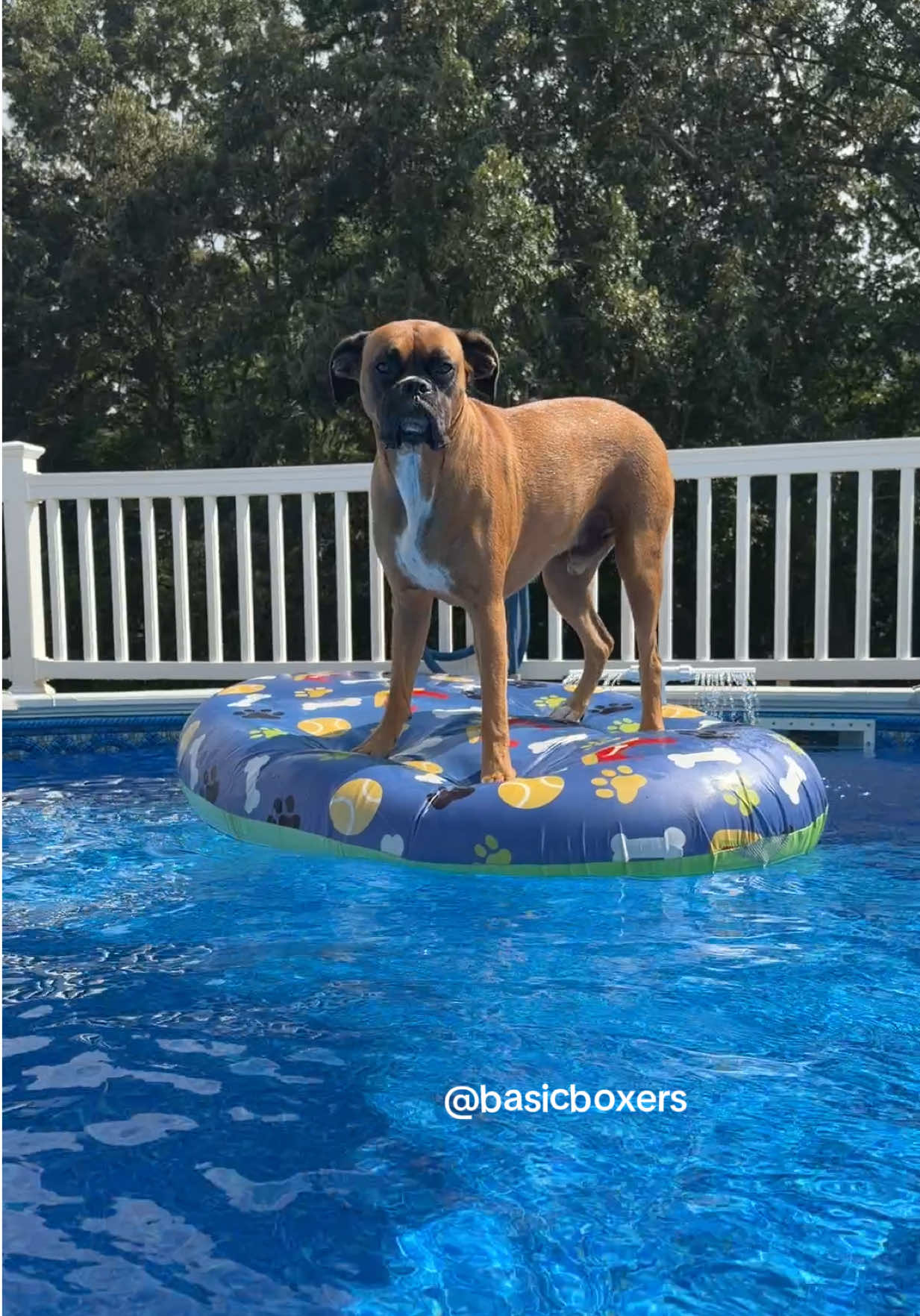 @basicboxers