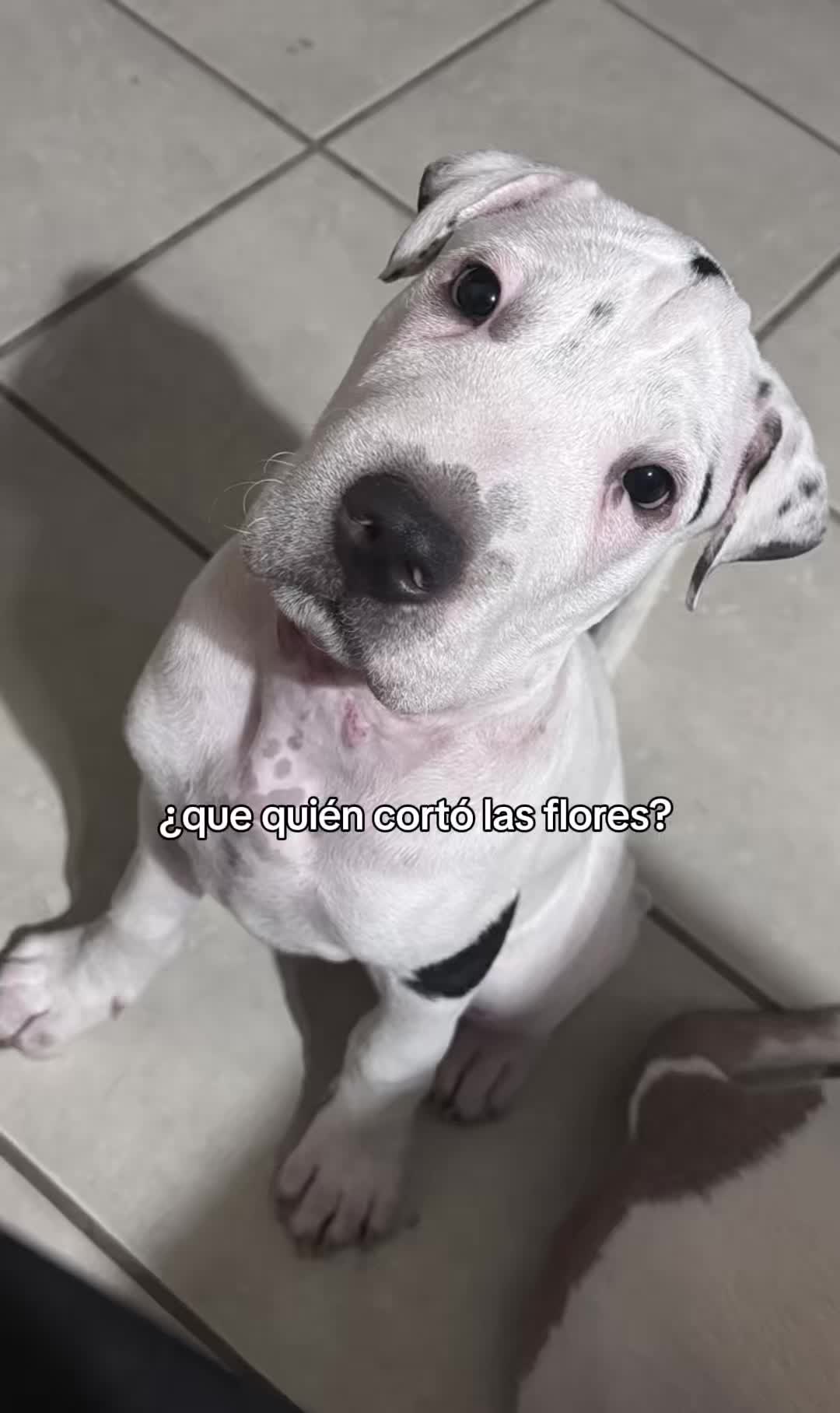 @LauraTrev1