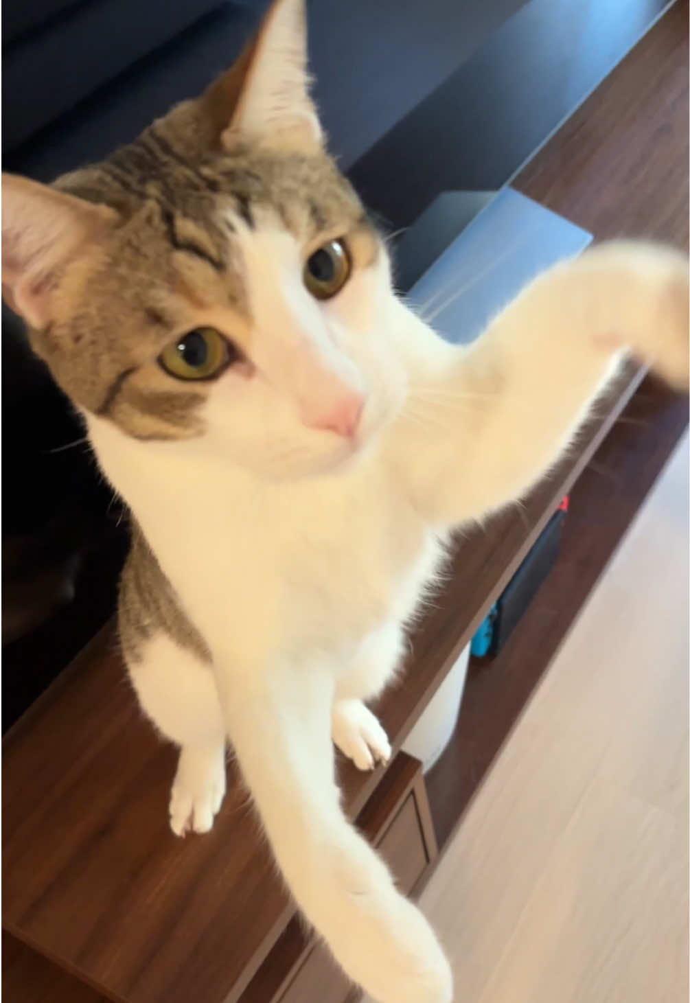 @Mimi Wawa Meow