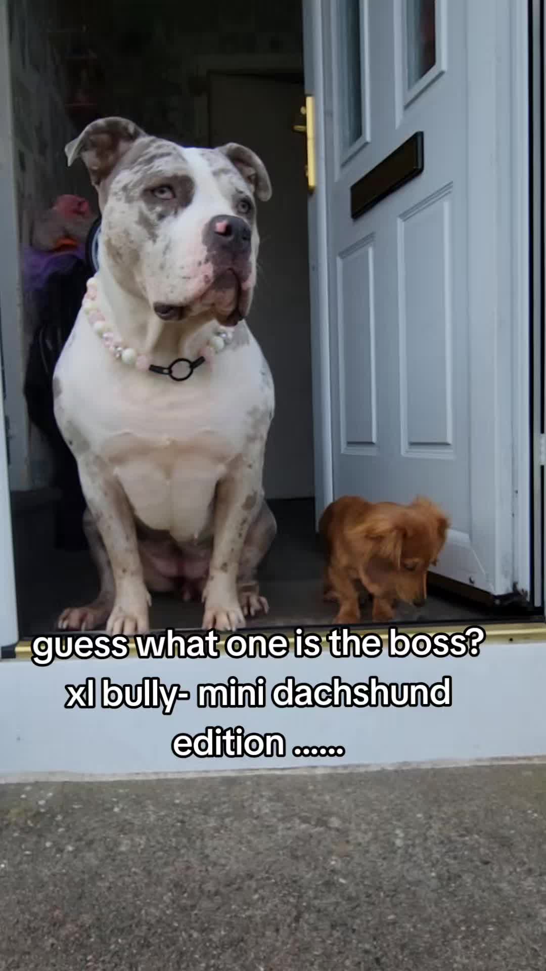 @kirsty+starlight the xl bully