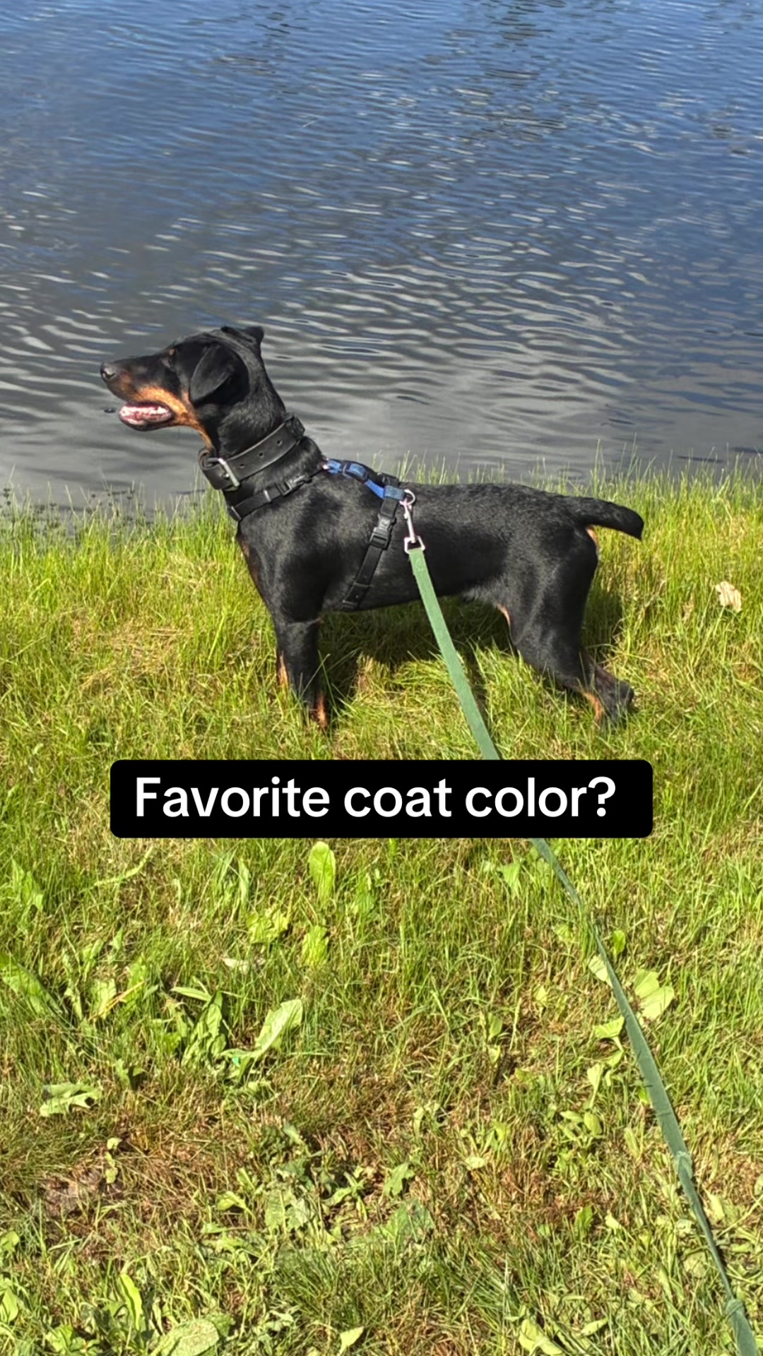 @jagdshit