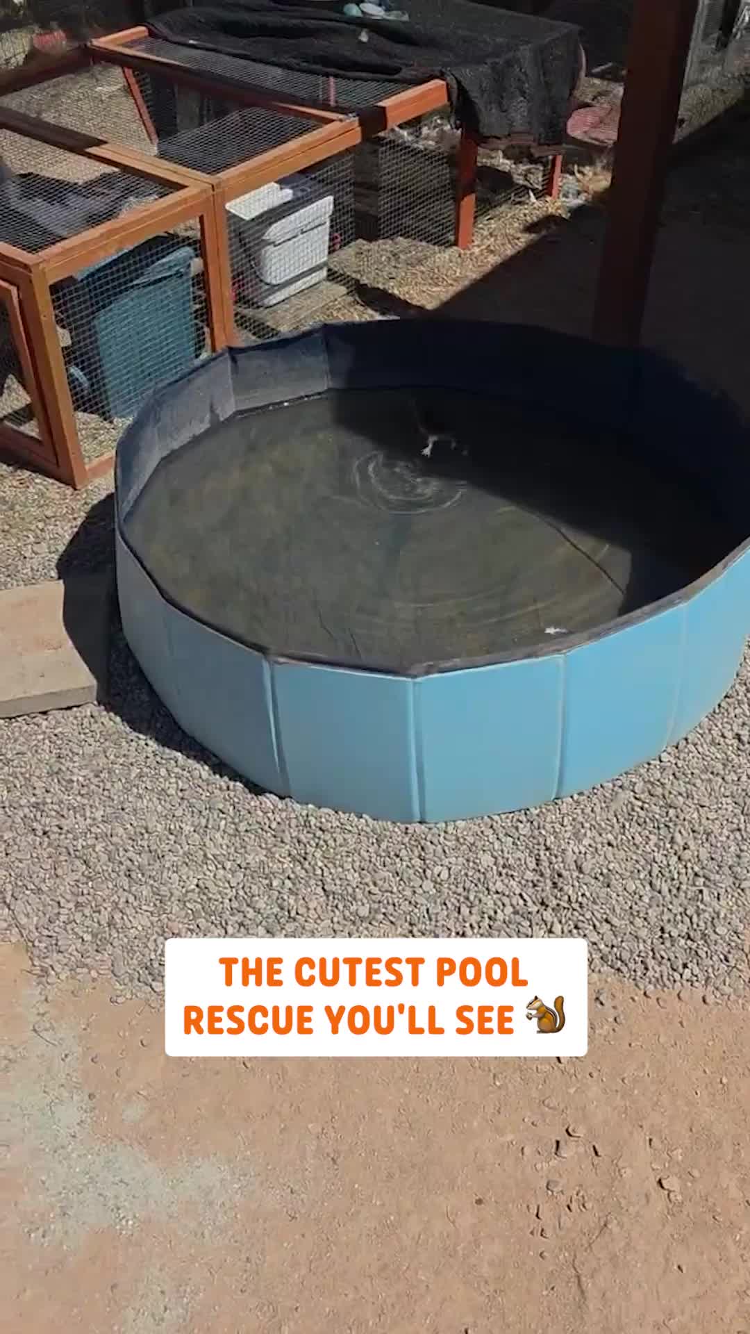 @Pawsome Pets