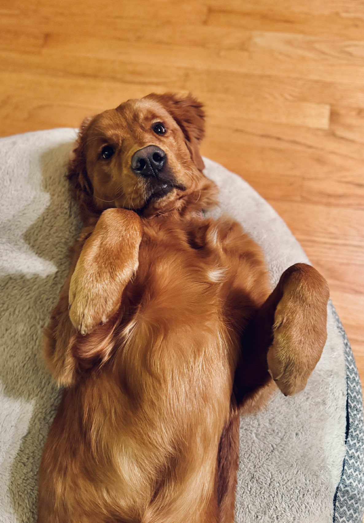 @Rooster The Red Retriever