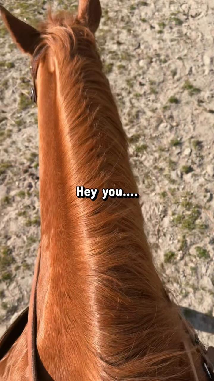 @Horselife