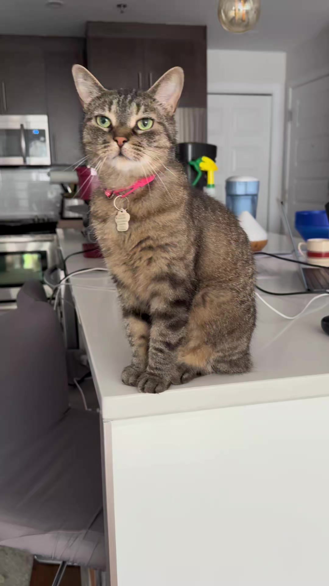 @Bellarda the cat