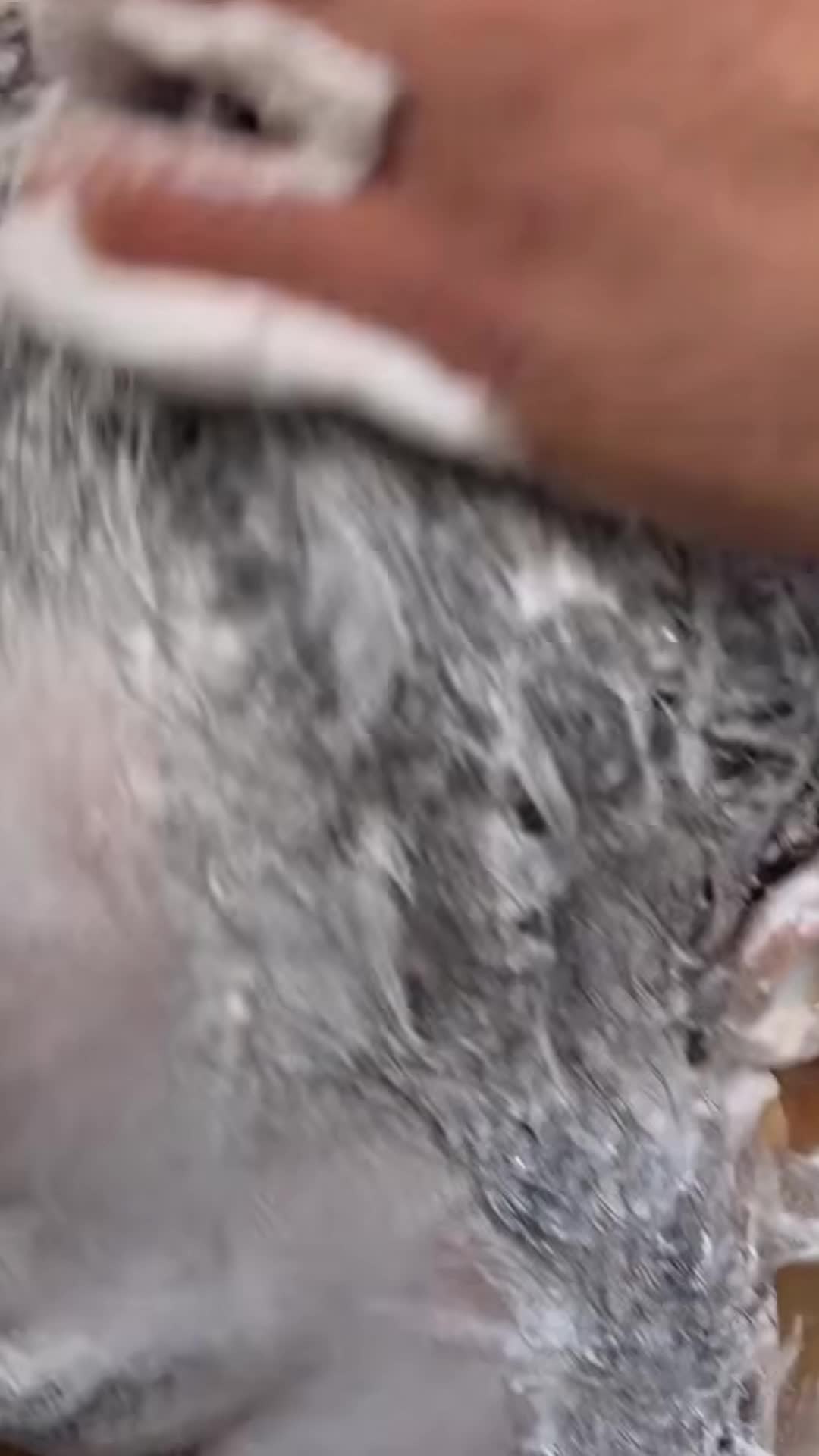@HAIR ASMR