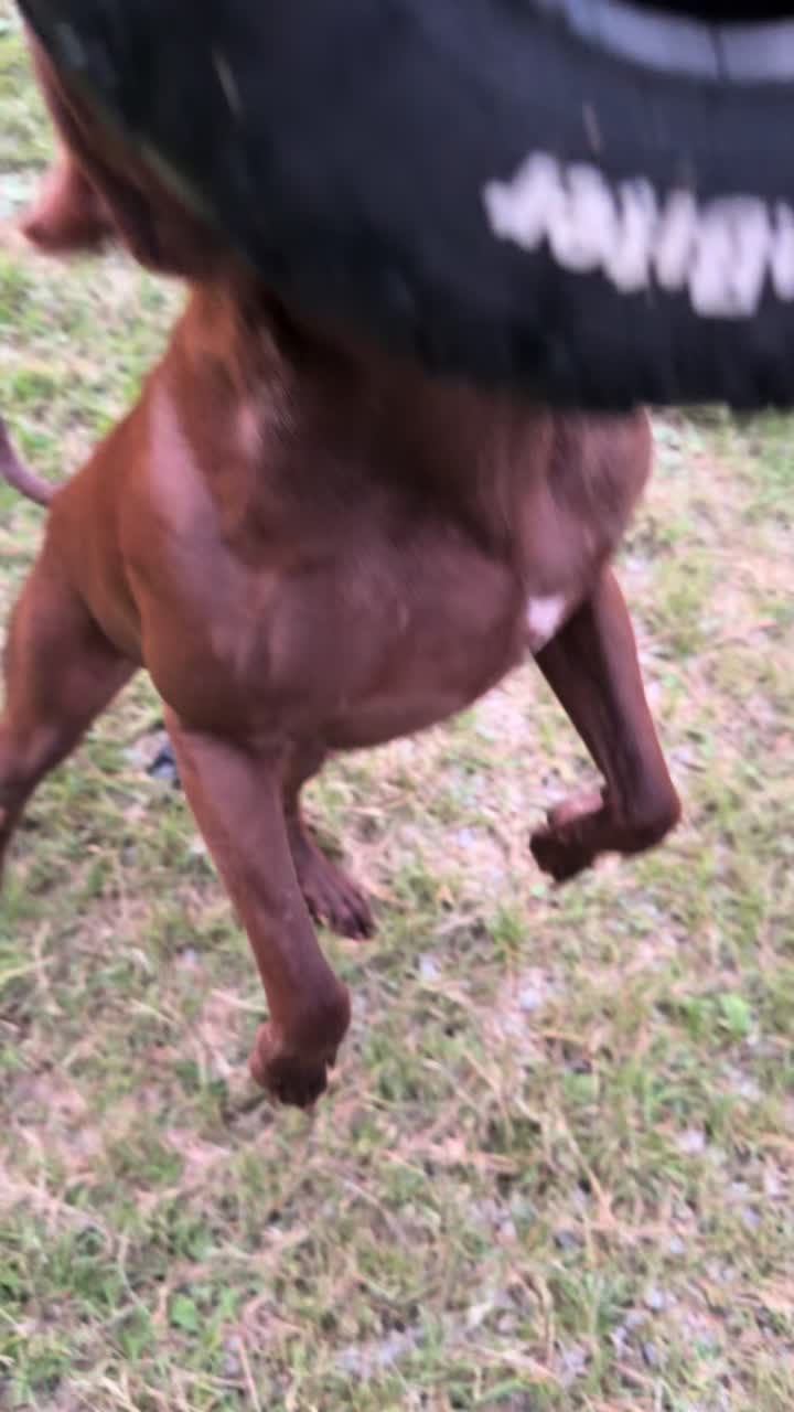 @WorldGoneMadKennels