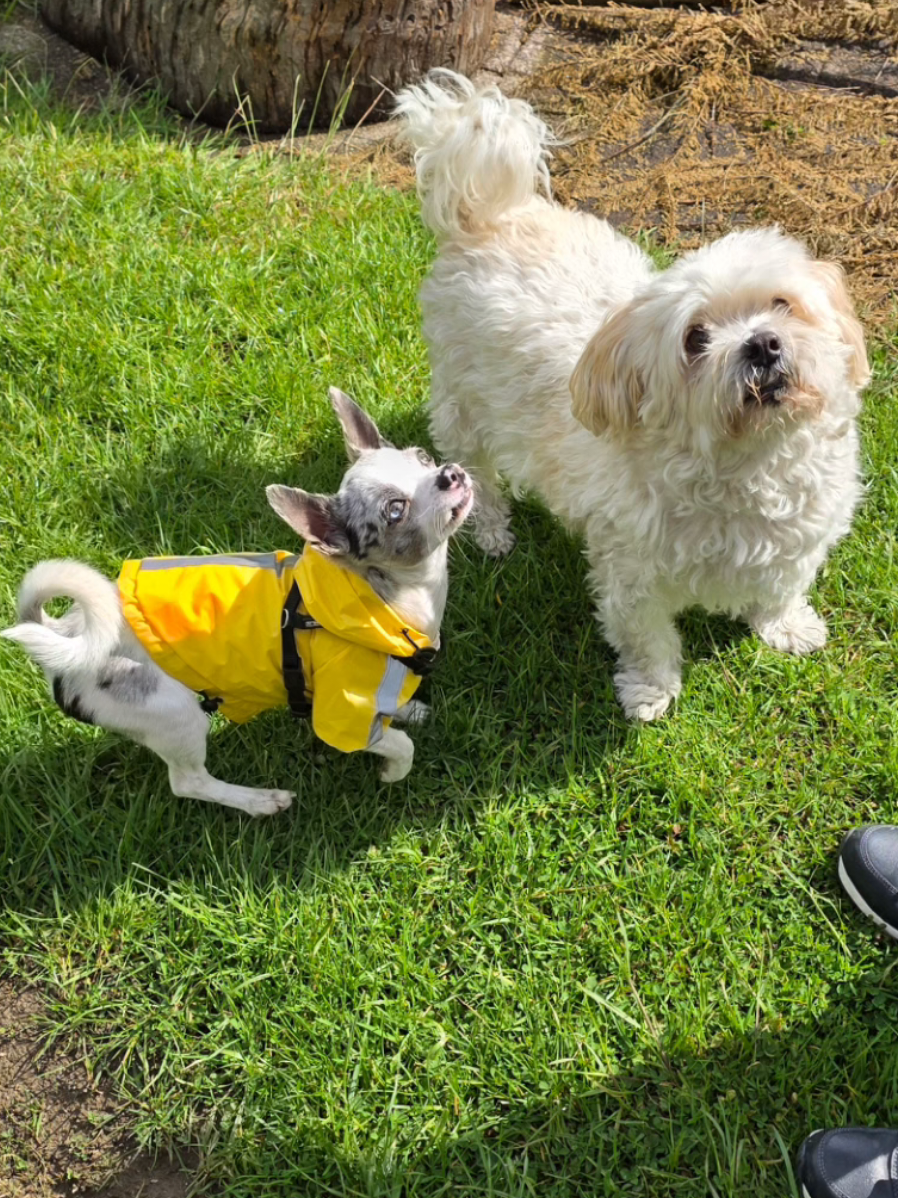 @Jerry_Coby_Chihuahua