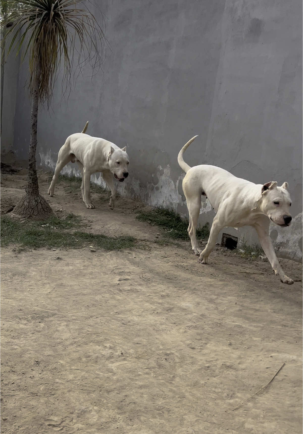@LIGER the DOGO ARGENTINO