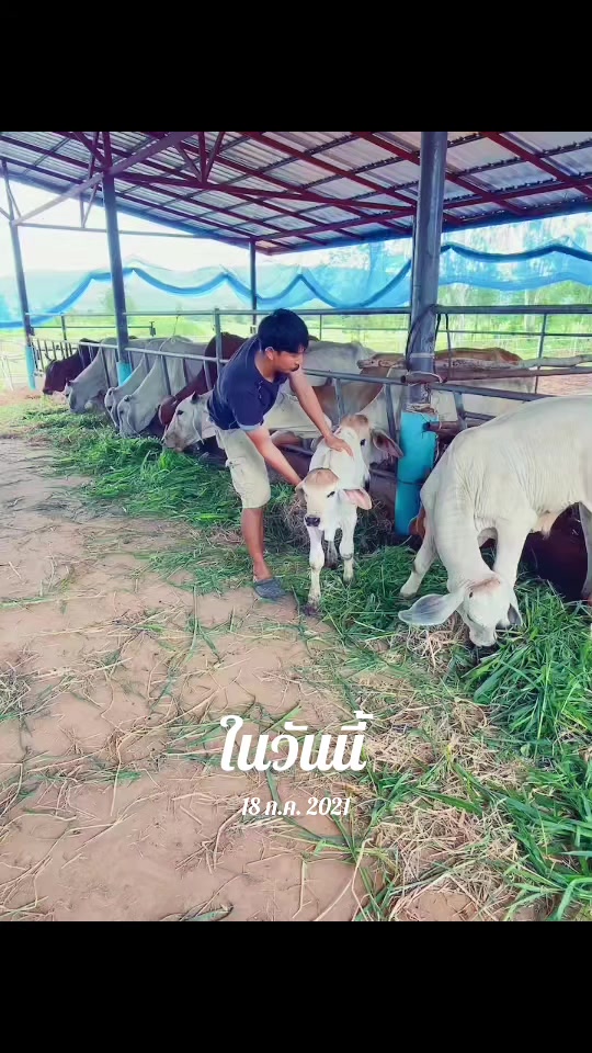 @นัดดาชอป