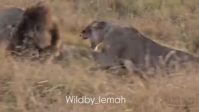 @lion_world5
