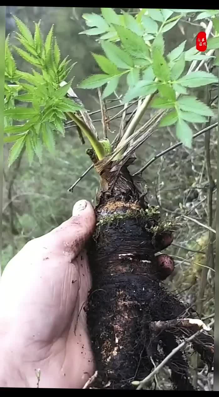 @gaib0009