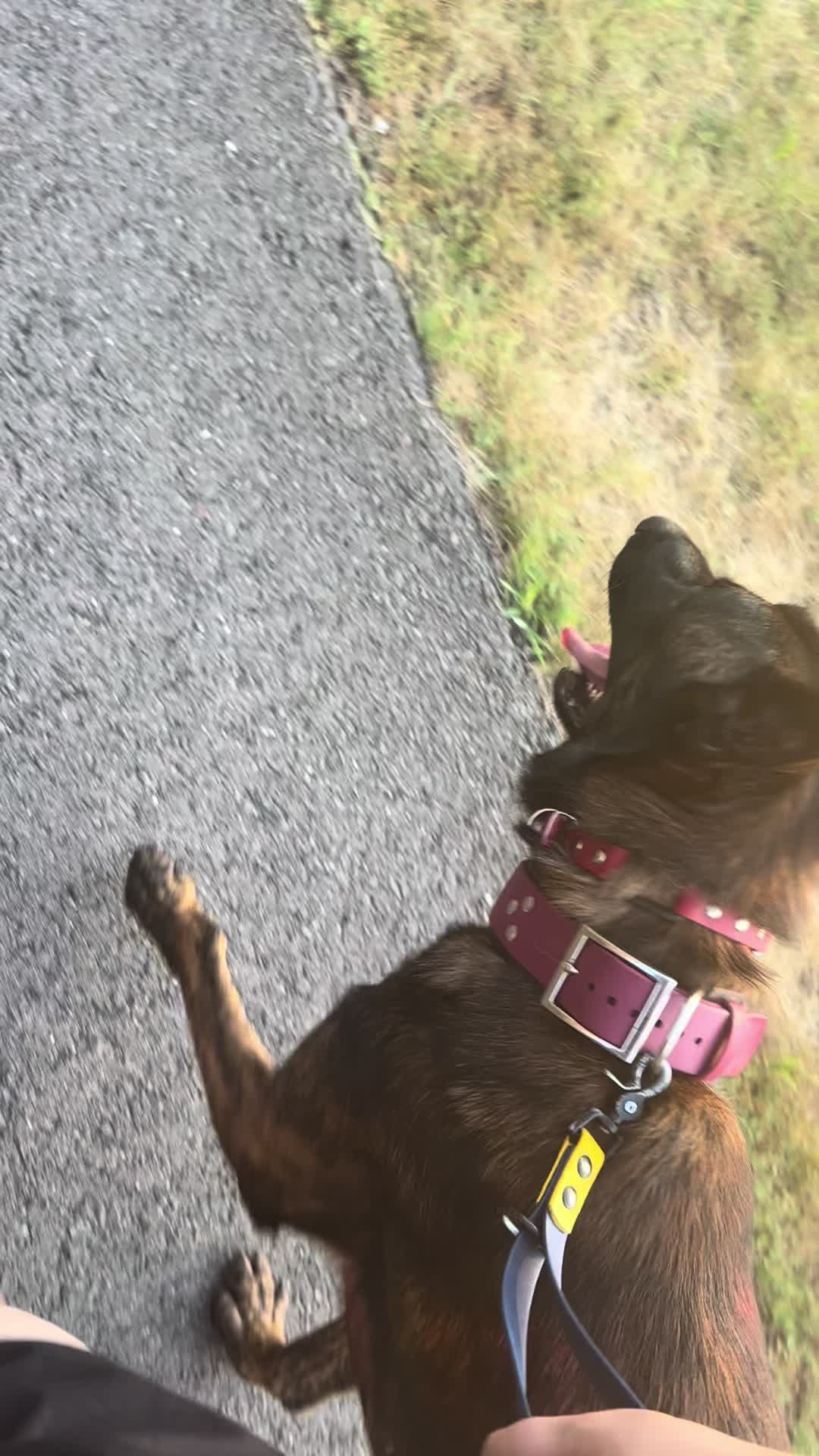 @Upsidedown&Above_corgis