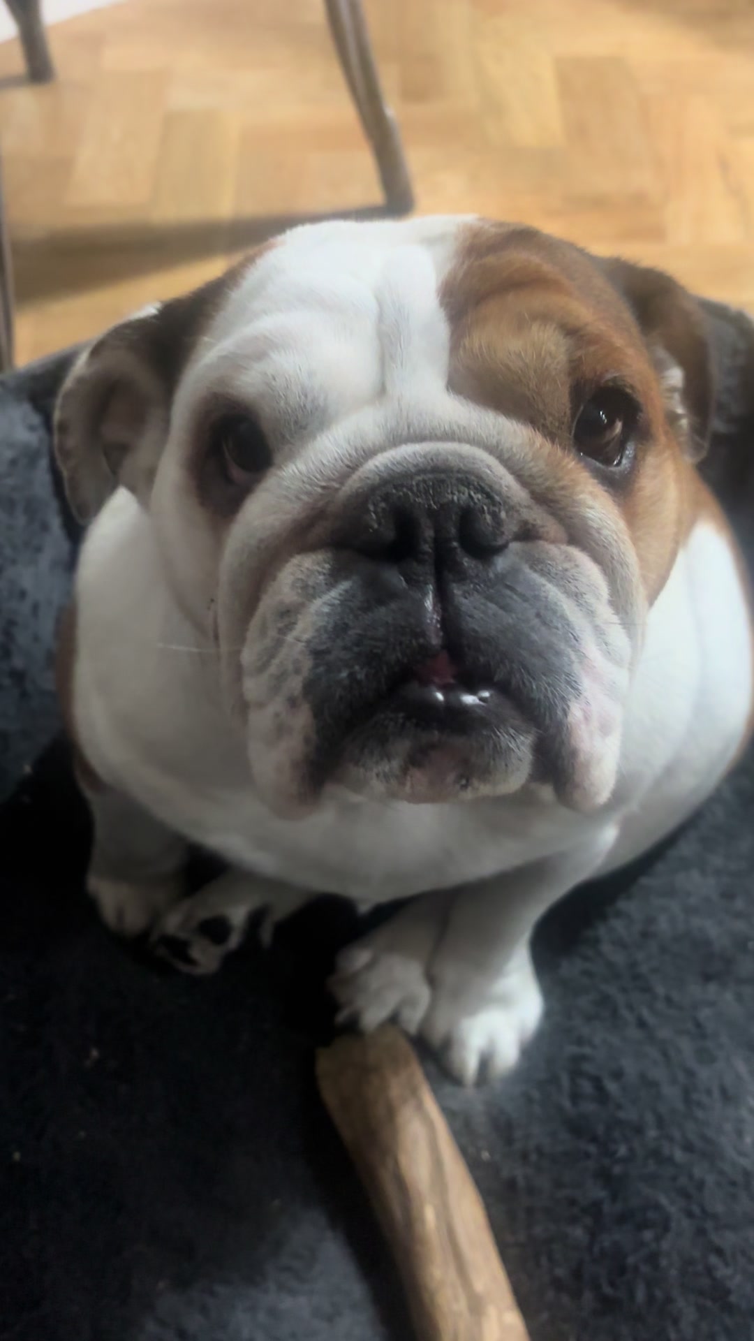 @Nessa the Bulldog 8