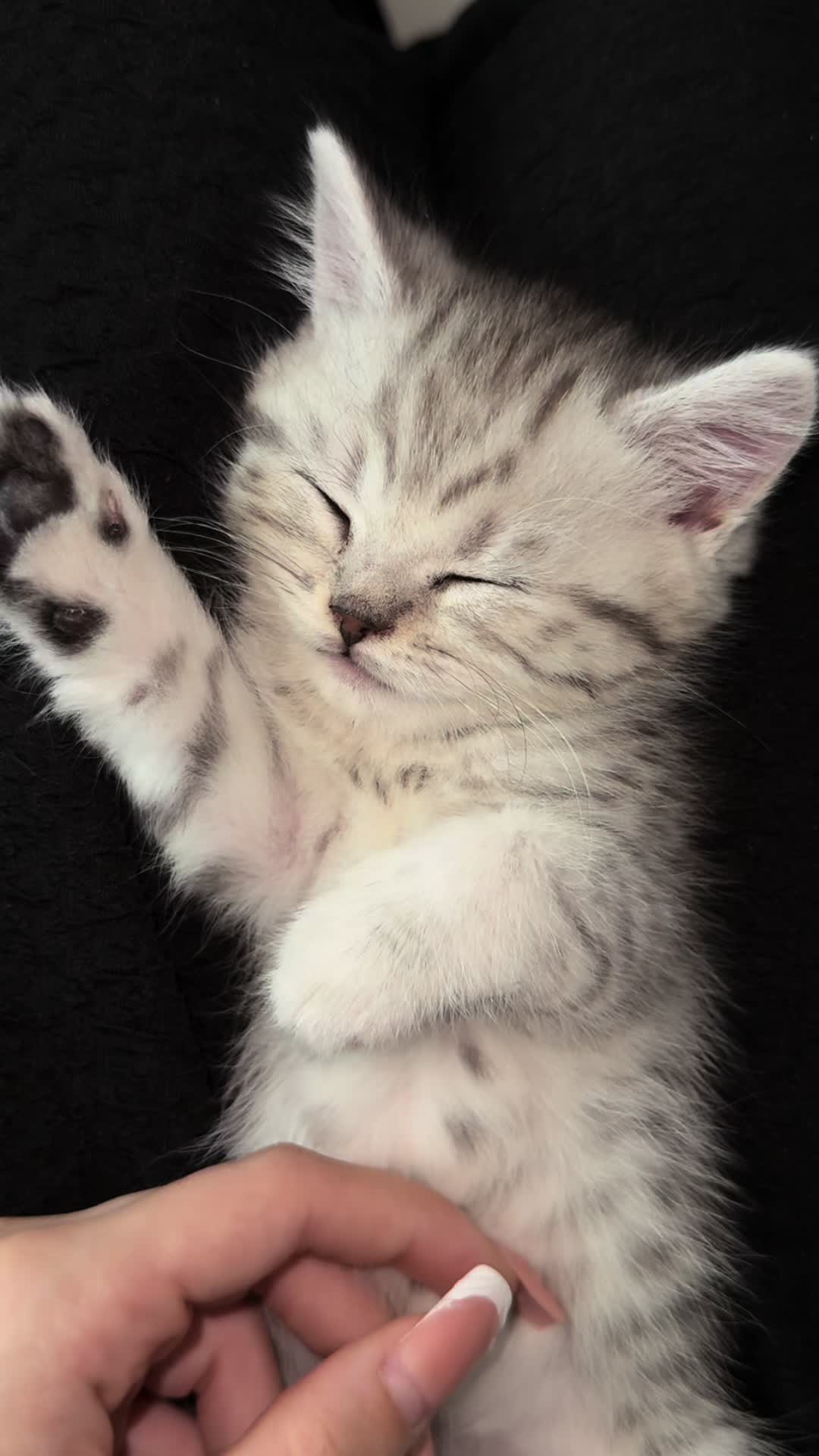 @jasmine ᥫ᭡