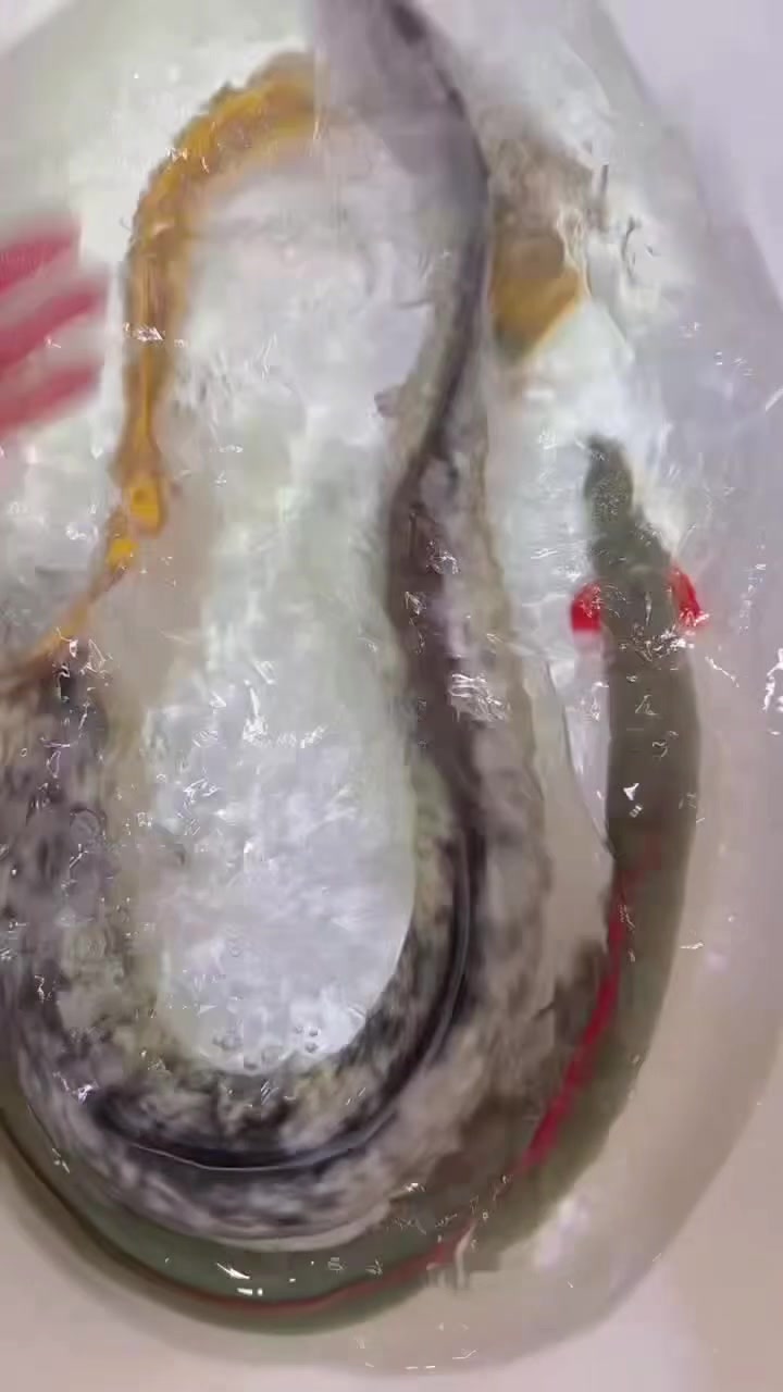 @網上看魚