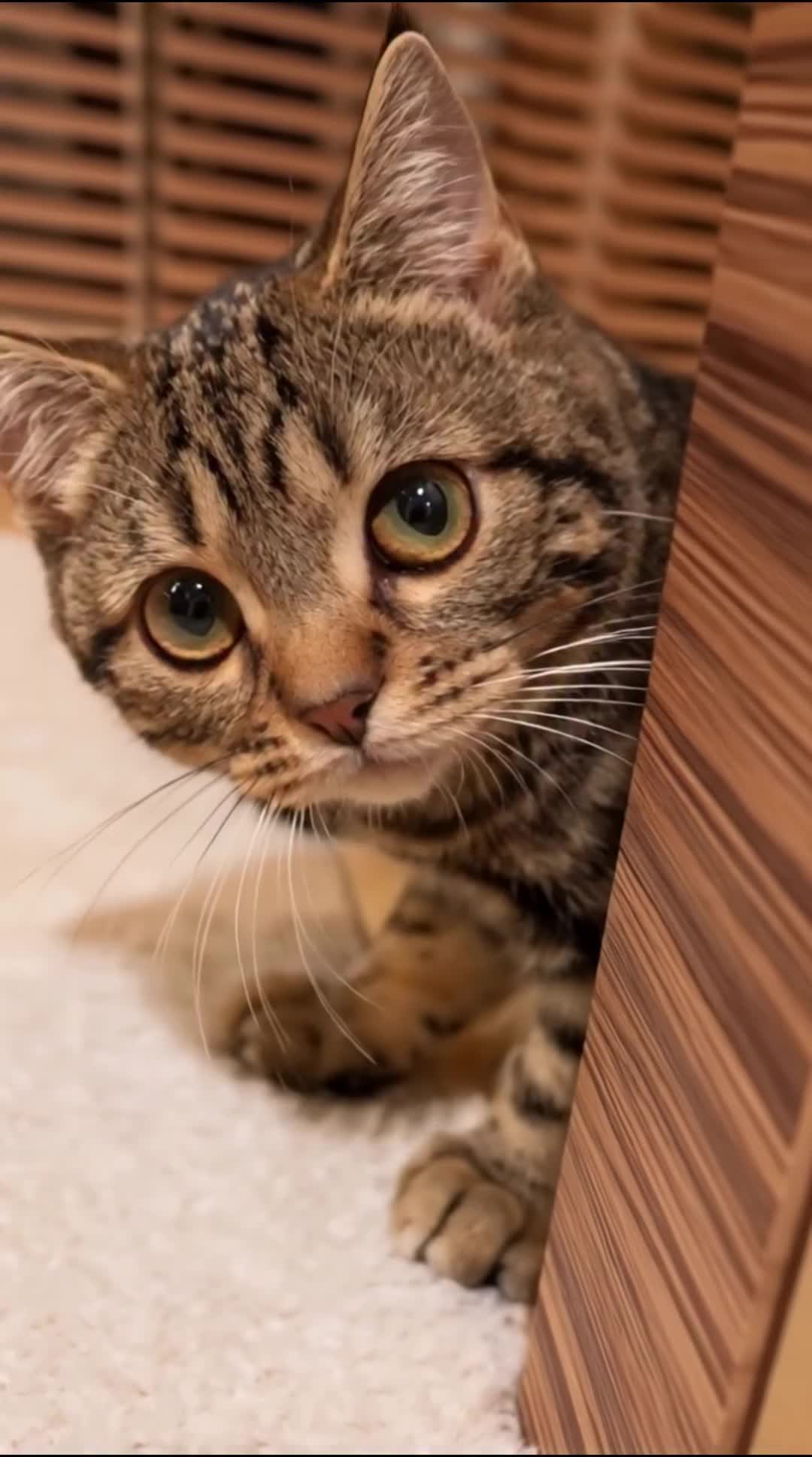 @middlepets