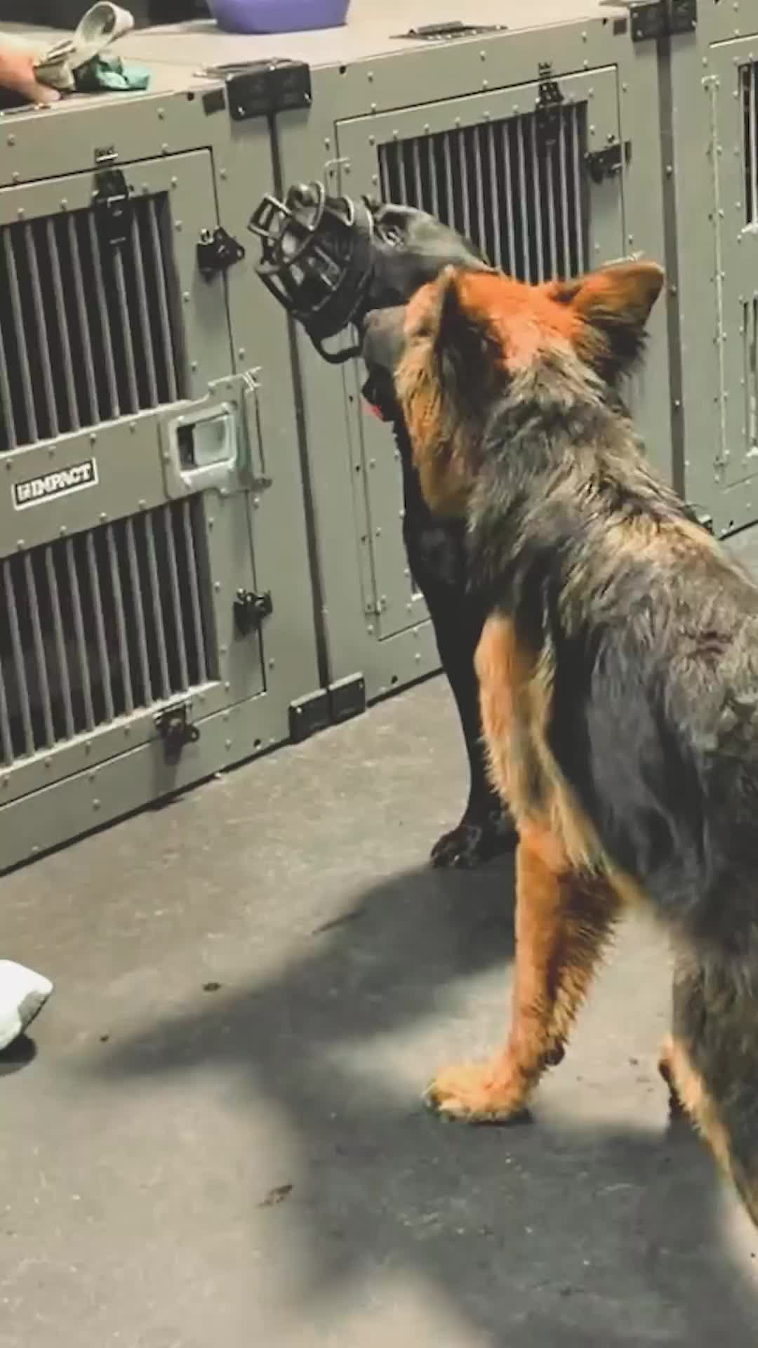 @Miracle K9 Training