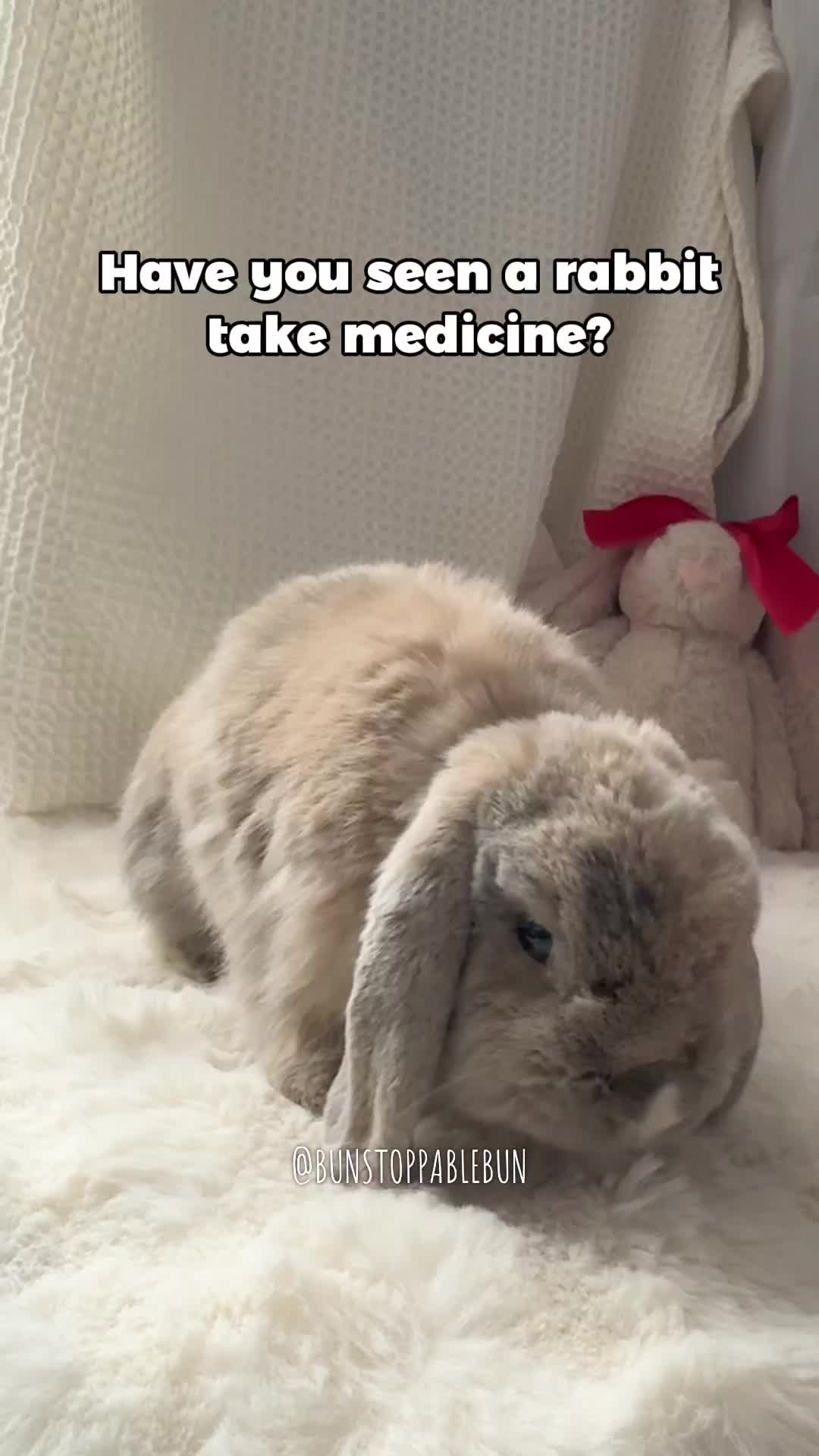 @BunBun, Mochi🌈, Chewy