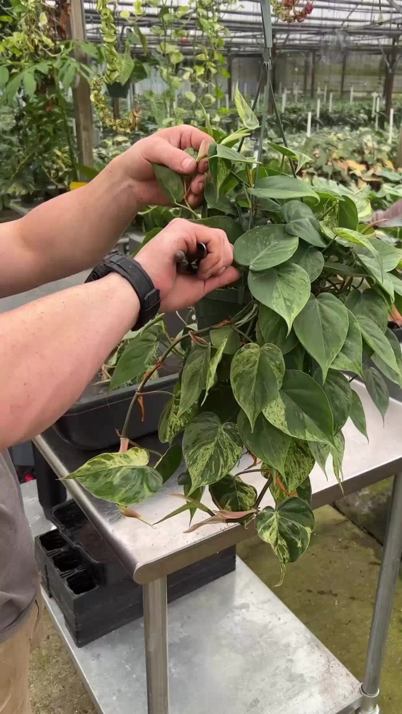 @BWH Plant Co