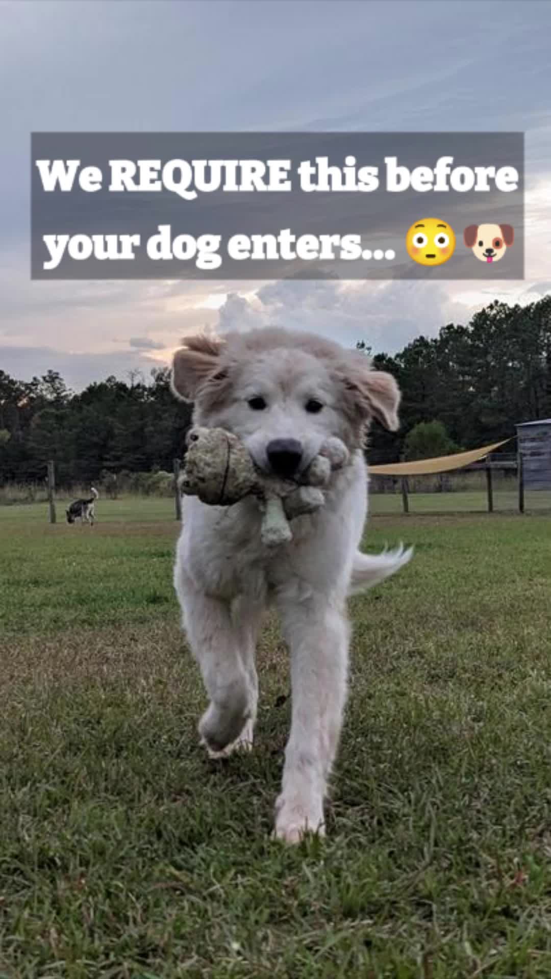 @Barks & Wildlife Longville LA