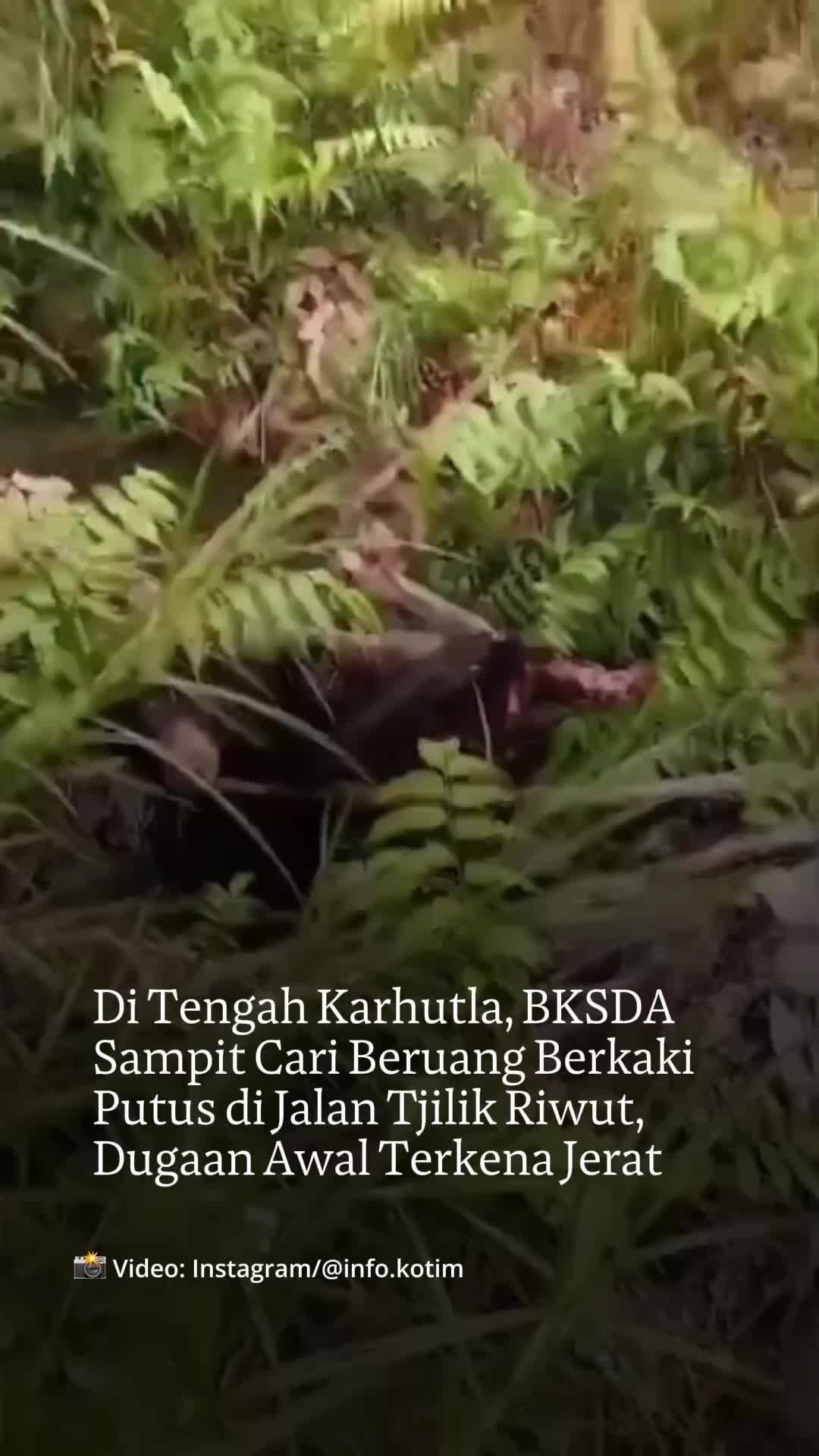 @mongabayindonesia