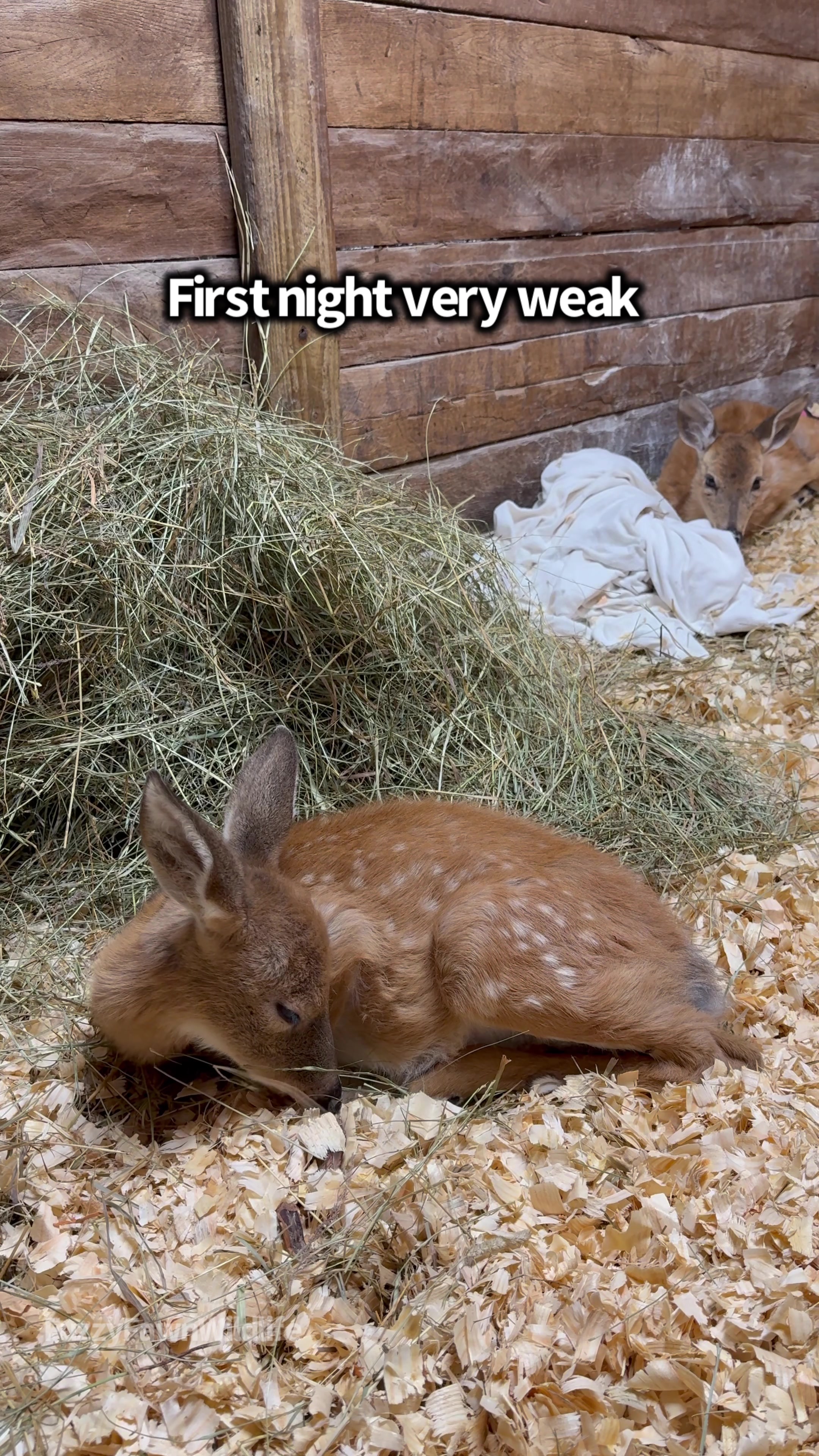 @Fuzzy Fawn Wildlife