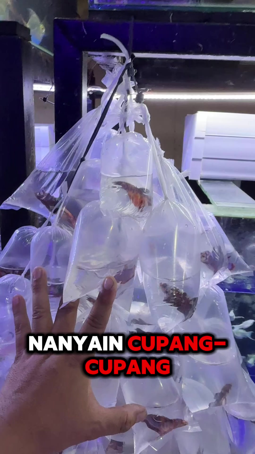 @Aquatic Garage Bekasi