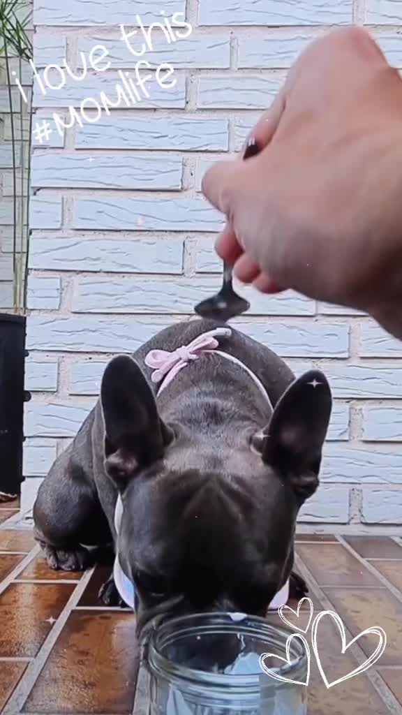 @FrenchieFrieda