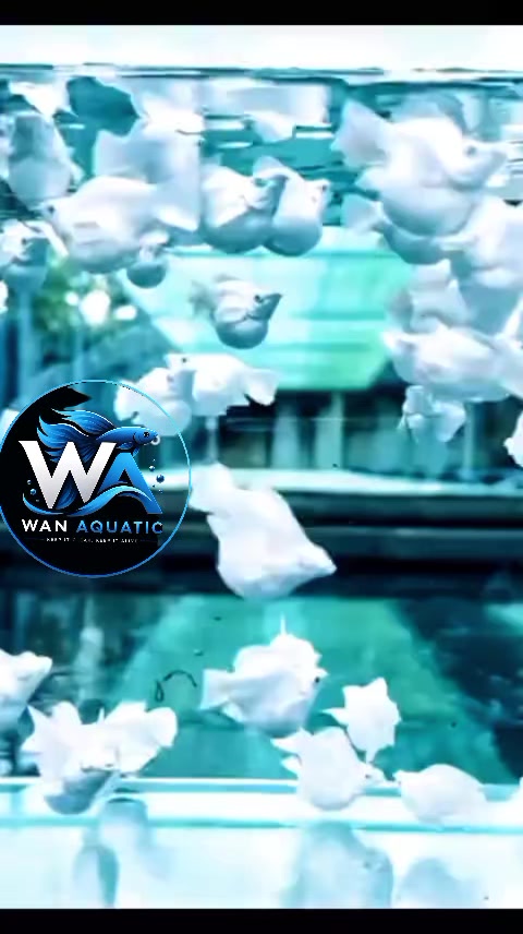 @Wan Aquatic