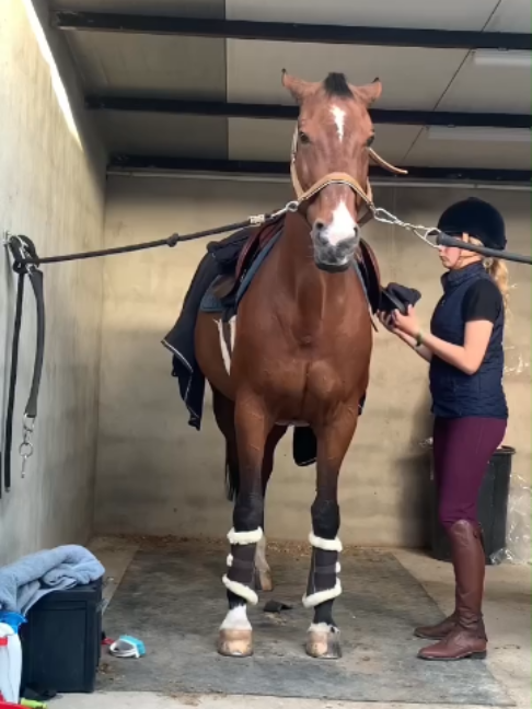 @Horses TikTok
