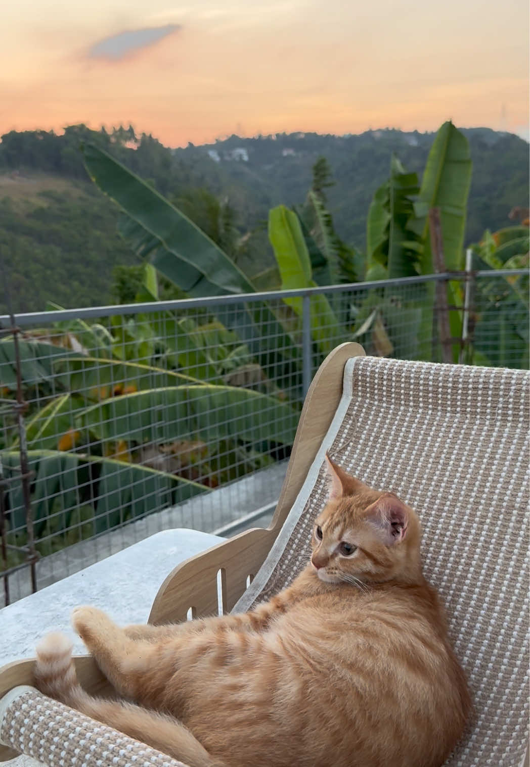 @It’s MEow